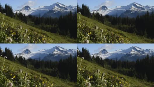 高山的野花在微风中流动高清在线视频素材下载