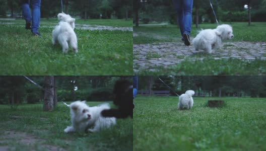 一个人和他的狗在公园里跑步高清在线视频素材下载