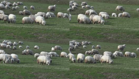 羊到牧场位于平原的绿色草地上高清在线视频素材下载