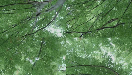 在森林中央，绿色的叶子和深棕色的树枝形成了一棵大树的宽阔树冠高清在线视频素材下载