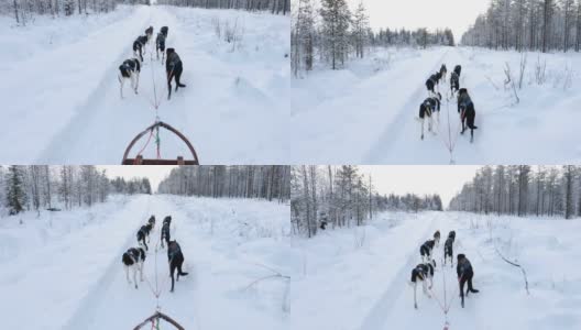 芬兰拉普兰的哈士奇雪橇高清在线视频素材下载