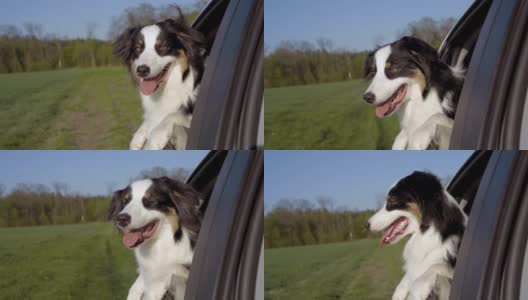 狗狗把头伸出车窗外高清在线视频素材下载