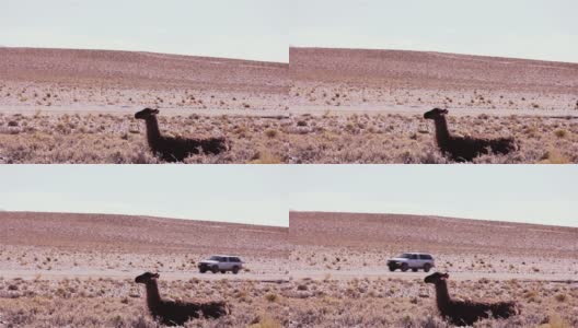 南美，阿根廷，Altiplano地区的拉玛(Lama glama)附近的公路上的汽车。高清在线视频素材下载