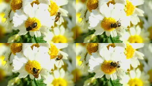 特写-蜜蜂在花园里的菊花上高清在线视频素材下载