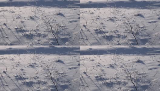 一株被白霜覆盖的植物在雪原中随风摇摆高清在线视频素材下载