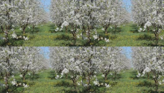 在新鲜的绿色草坪上有盛开的樱桃树的观赏花园。高清在线视频素材下载