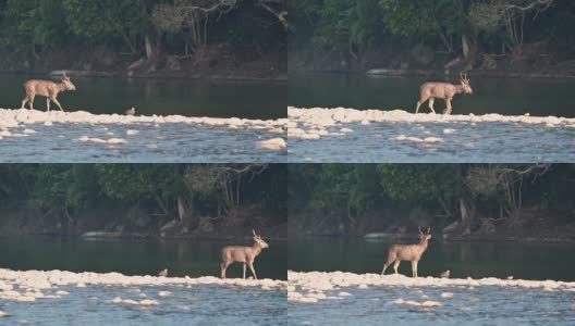 在印度北阿坎德邦Jim corbett国家公园的迪卡拉区，警惕的雄性黑鹿或rusa单色侧影在冬天的晨光中行走或穿过拉姆甘加河的水高清在线视频素材下载