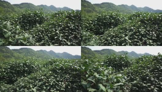 白天风吹着中国的绿茶树。高清在线视频素材下载