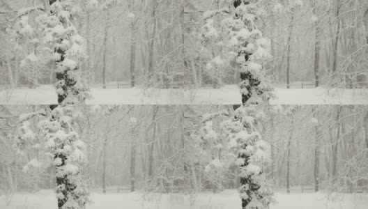 暴风雪中的雪花和冬天的松树(视频)高清在线视频素材下载