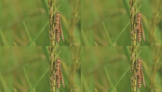 水稻上的蟋蟀高清在线视频素材下载