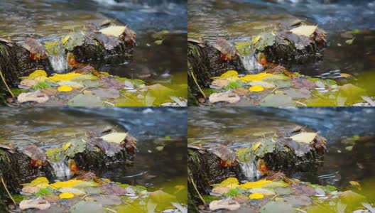 叶子漂浮在水面上。近距离高清在线视频素材下载