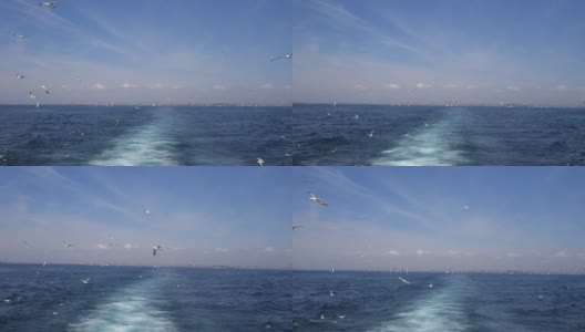 在伊斯坦布尔的博斯普鲁斯，海鸥在船后飞翔高清在线视频素材下载