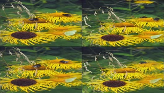 一只黄色的卷心菜蝴蝶和大黄蜂正在从黄色的eleampane花中吮吸花蜜高清在线视频素材下载