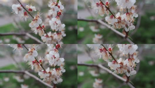 春天的樱桃枝在阳光明媚的天气里旋转。开花的白樱桃树高清在线视频素材下载