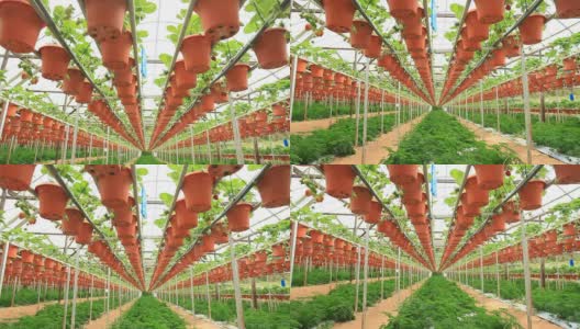 草莓农场高清在线视频素材下载
