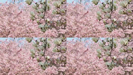 白玉兰在樱桃树前高清在线视频素材下载