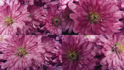 雨中粉红色的花朵高清在线视频素材下载
