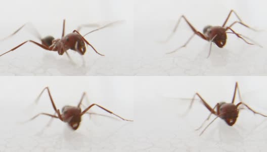 大红蚂蚁在跑高清在线视频素材下载