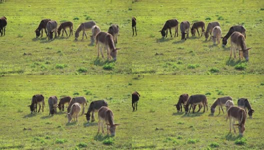 在牧场上吃草的驴高清在线视频素材下载