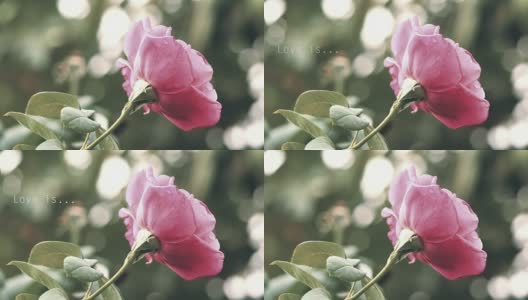 粉红玫瑰[爱是…]高清在线视频素材下载
