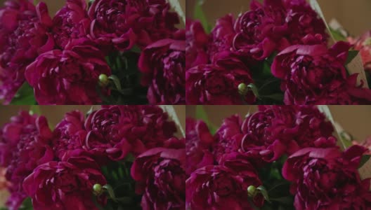 粉红玫瑰的花蕾作为背景。镜头在花瓣上移动高清在线视频素材下载