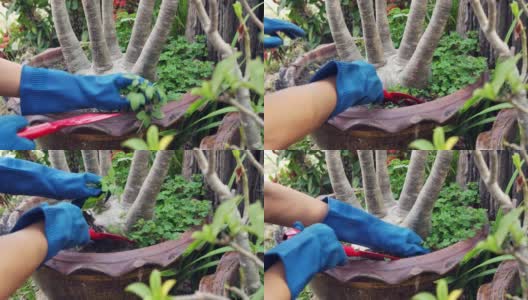 女人拔出多余的杂草在花荚戴园艺手套休闲活动高清在线视频素材下载