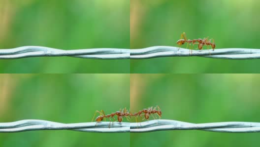 红蚁群行走，并携带着一具挂在铁丝上的蚂蚁尸体高清在线视频素材下载