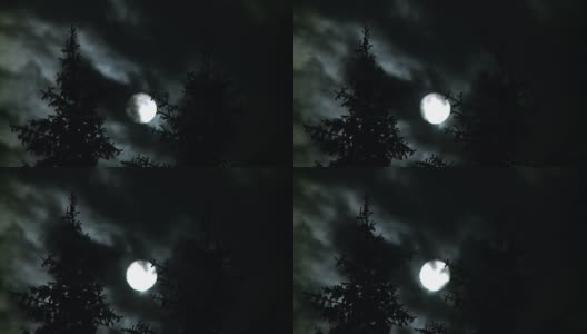 Full moon and pines at night高清在线视频素材下载
