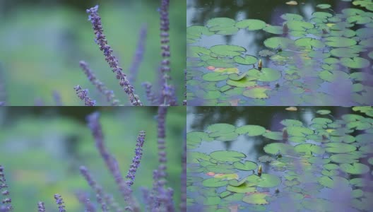 背景上的蓝色花朵——睡莲高清在线视频素材下载