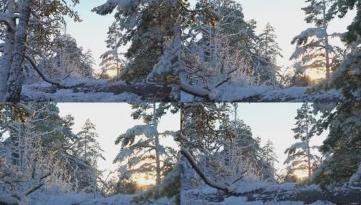 森林在雪。芬兰高清在线视频素材下载