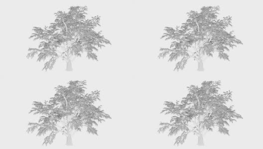 三维渲染的循环树动画作为线框隔离高清在线视频素材下载