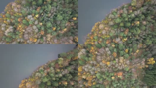 秋天森林的鸟瞰图高清在线视频素材下载