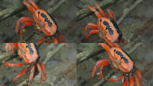 红蟹在红树林中觅食高清在线视频素材下载