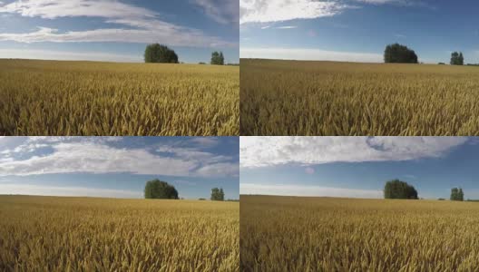 成熟的夏季小麦在风中金色的田野，时间流逝4K高清在线视频素材下载