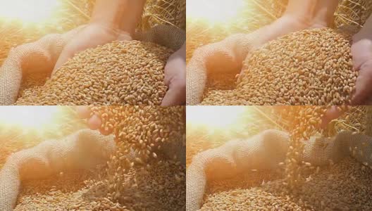 金色的小麦谷物高清在线视频素材下载