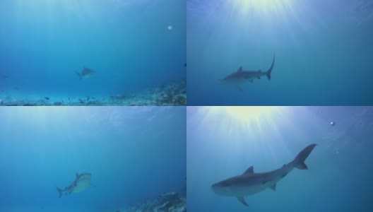 虎鲨游在蓝色的水在浅水-印度洋，福瓦穆拉岛，马尔代夫，亚洲高清在线视频素材下载