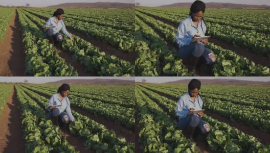 年轻的非洲黑人女农民使用数字平板电脑监测大面积蔬菜农场的莴苣田高清在线视频素材下载