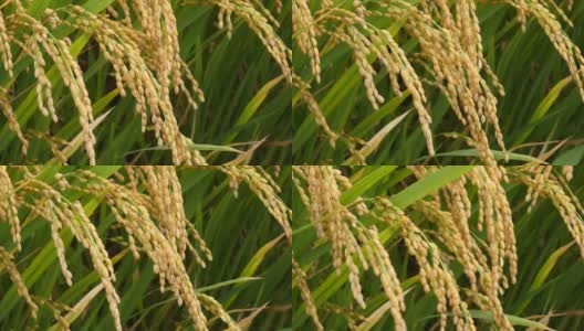 金黄的稻穗准备在稻田里收获高清在线视频素材下载