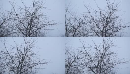 大雪中的树枝在冬天落下高清在线视频素材下载
