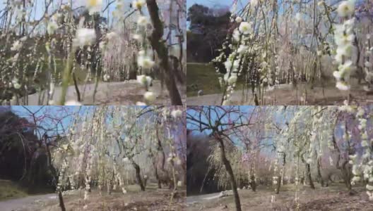 日本梅花树公园的横向运动高清在线视频素材下载