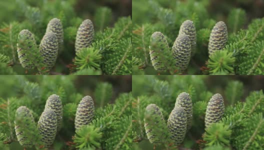 新的圣诞松树云杉绿色球果在风中移动微风细节特写视图高清在线视频素材下载