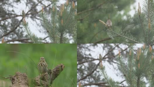 白桦树鹨(白花Anthus trivialis)春季鸣禽，白俄罗斯高清在线视频素材下载