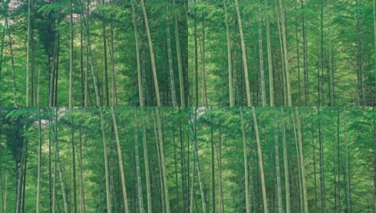 山里的竹林高清在线视频素材下载