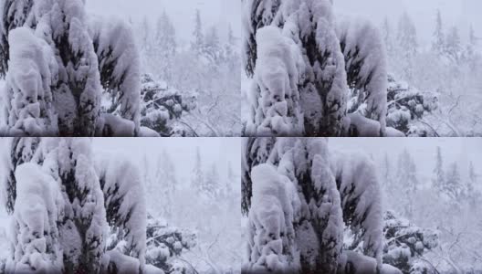 大雪从冷杉树枝上飘落。冬天的针叶树被雪覆盖。雪花飘落的慢镜头。在12月下雪的时候，雪松的树枝会闭合。高清在线视频素材下载