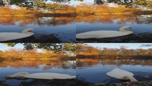 秋天城市湖中的天鹅高清在线视频素材下载