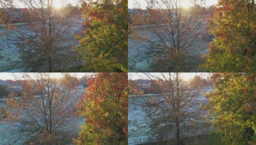 4K视频秋天的树与凉爽的早晨阳光高清在线视频素材下载