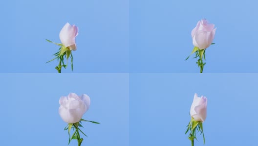 玫瑰臀部花盛开和旋转的蓝色背景时间推移4k视频。高清在线视频素材下载
