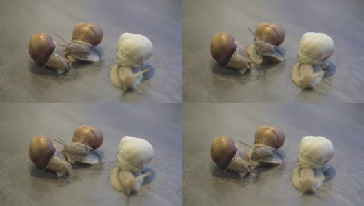 螺蛳或蜗牛是一种陆地蜗牛。勃艮第蜗牛在地上滑行。食用食用蜗牛。越来越多的蜗牛高清在线视频素材下载