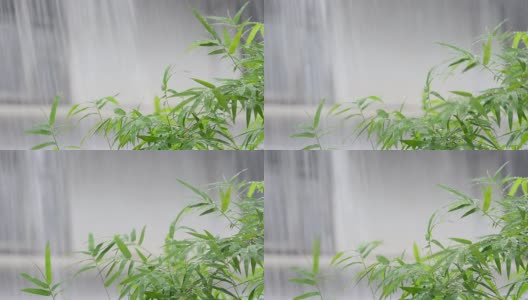 雨中的竹叶高清在线视频素材下载