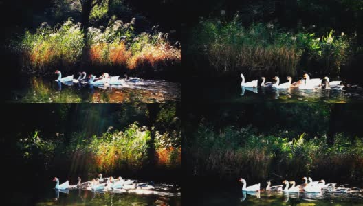一群鹅在五颜六色的池塘里游泳。高清在线视频素材下载